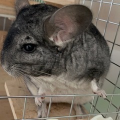 チンチラ、グレー