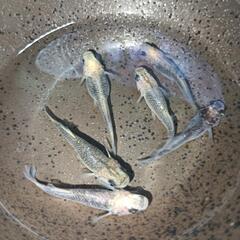 お渡し待ち★めだか〜白姫（ハクヒメ）6匹成魚　屋外飼育越冬個体