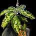 ランキングキーワードに紐づく投稿画像-多肉植物