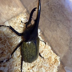 ヘラクレス♂