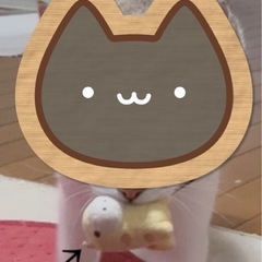 ウチの猫(が)探しています
