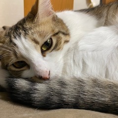 里親さんになってくれませんか。
