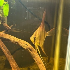熱帯魚　アルタムエンゼル　ネグロ川産