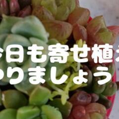 多肉植物の事、お話ししませんか？お友達を募集しています。