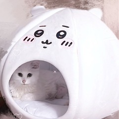 🆘白猫　日本猫　