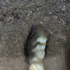 国産カブトムシ