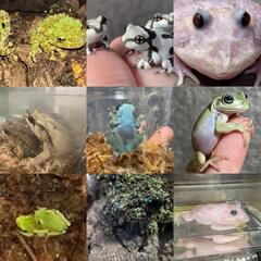 ④🦎爬虫類専門LINEOpenChat　　　　　レプリストハチュグル🐍　　　　　　新規参加メンバー大募集‼️ - メンバー募集