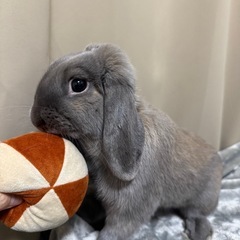 ロップイヤーラビット(1歳 男の子)