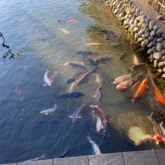 鴨･鯉･猫の餌やり − 栃木県
