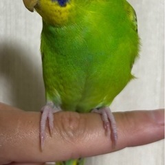 🦜手乗りセキセイインコ🦜　