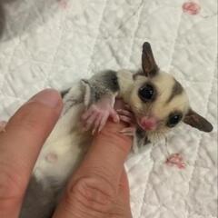 フクロモモンガ   プラチナ   ベビー