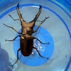 メタリフェルホソアカクワガタ（新成虫）の画像