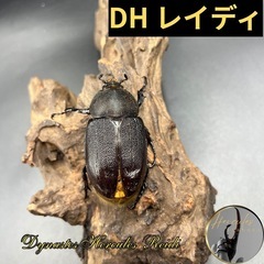 【新成虫】DHレイディ♀単63mm ※送料事前連絡にて変更可 ※...