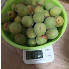 梅約2キロ