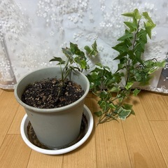 アイビー 1株の画像