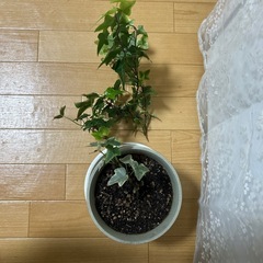 アイビー 1株の画像