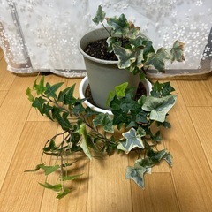 アイビー 1株