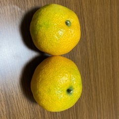 早生温州みかんの株の画像