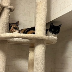 猫が大好きな大人しい黒白子猫（右側） − 愛知県