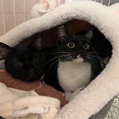 猫が大好きな大人しい黒白子猫（右側）