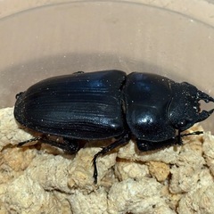 オオクワガタ（能勢産）