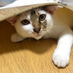 1歳の甘えん坊な男の子