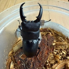 ヒラタクワガタの画像