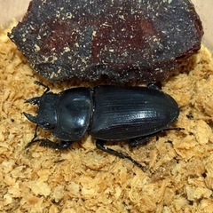 オオクワガタ（久留米産）