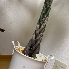 パキラ　幸せの木