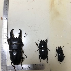 サキシマヒラタクワガタ　雄の画像