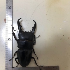 サキシマヒラタクワガタ　雄