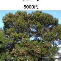 アカシアコンフサ根皮20g