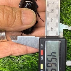[国産オオクワガタNO:130]川西産74ミリペアーの画像