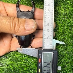 [国産オオクワガタNO:130]川西産74ミリペアーの画像