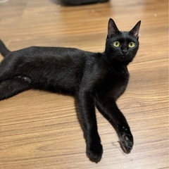 黒猫