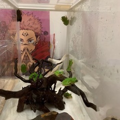 シュレーゲルアオガエルの画像