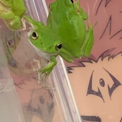 シュレーゲルアオガエル