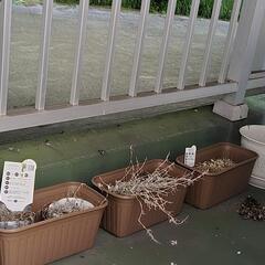 植木鉢