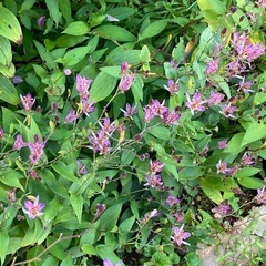 山野草の苗