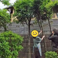 【剪定/伐採】お庭の伐採と剪定ご依頼作業へ行ってきました。
