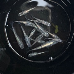 メダカ 針子〜稚魚販売START の画像