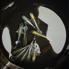 メダカ 針子〜稚魚販売START の画像