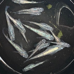 メダカ 針子〜稚魚販売START の画像