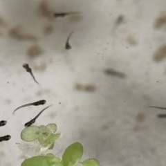メダカ　針子