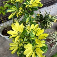 観葉植物の画像