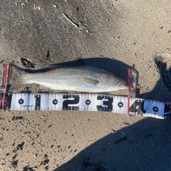釣りともを探してます