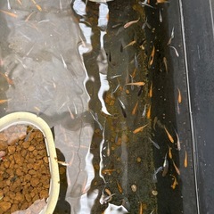 🐟ミックスメダカ 