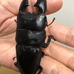 スマトラオオヒラタクワガタ　極太血統　幼虫　4匹
の画像