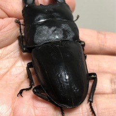 スマトラオオヒラタクワガタ　極太血統　幼虫　4匹
の画像