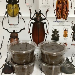 スマトラオオヒラタクワガタ　極太血統　幼虫　4匹
の画像